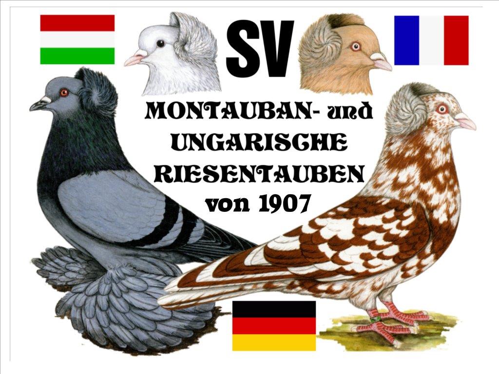 SV Montauban- und Ungarische Riesentaube e.V.